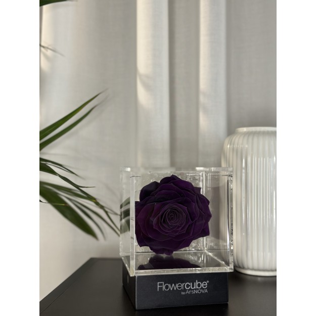 Flowercube Viola