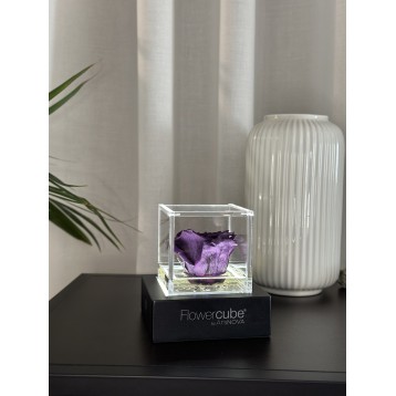 Flowercube Viola