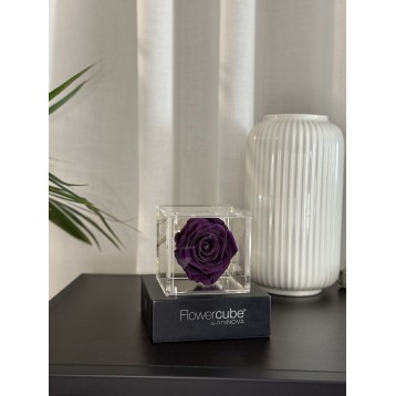 Flowercube Viola