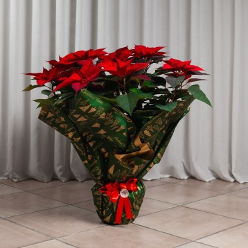 Pianta di stella di Natale rossa