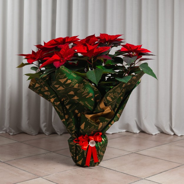 Pianta di stella di Natale rossa