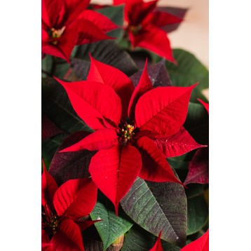 Pianta di stella di Natale rossa