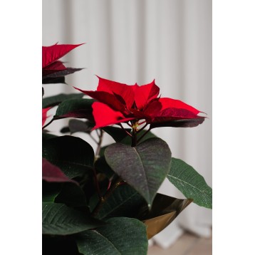Pianta di stella di Natale rossa
