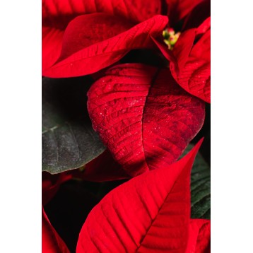 Pianta di stella di Natale rossa
