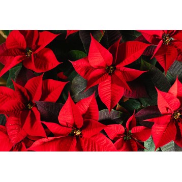 Pianta di stella di Natale rossa