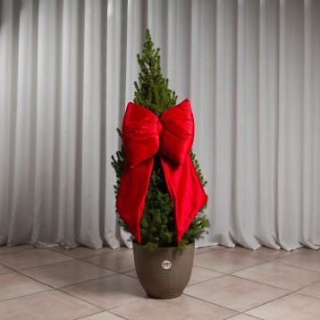Albero natalizio con fiocco